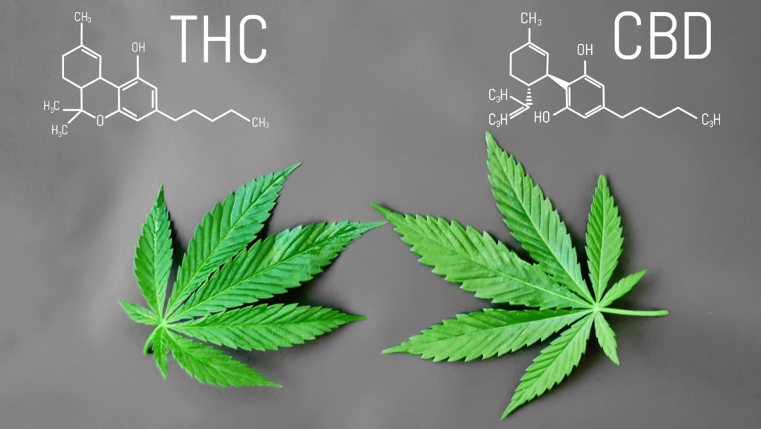 CBD Vs THC: What's The Difference? - 50 Shades Of Green - Delta 8 ...